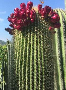 超大仙人掌大凤龙仙人柱多肉植物北欧风室内阳台大型绿植盆栽耐旱