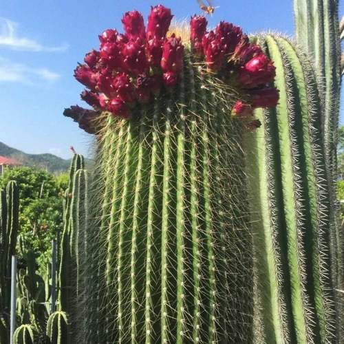 超大仙人掌大凤龙仙人柱多肉植物北欧风室内阳台大型绿植盆栽耐旱