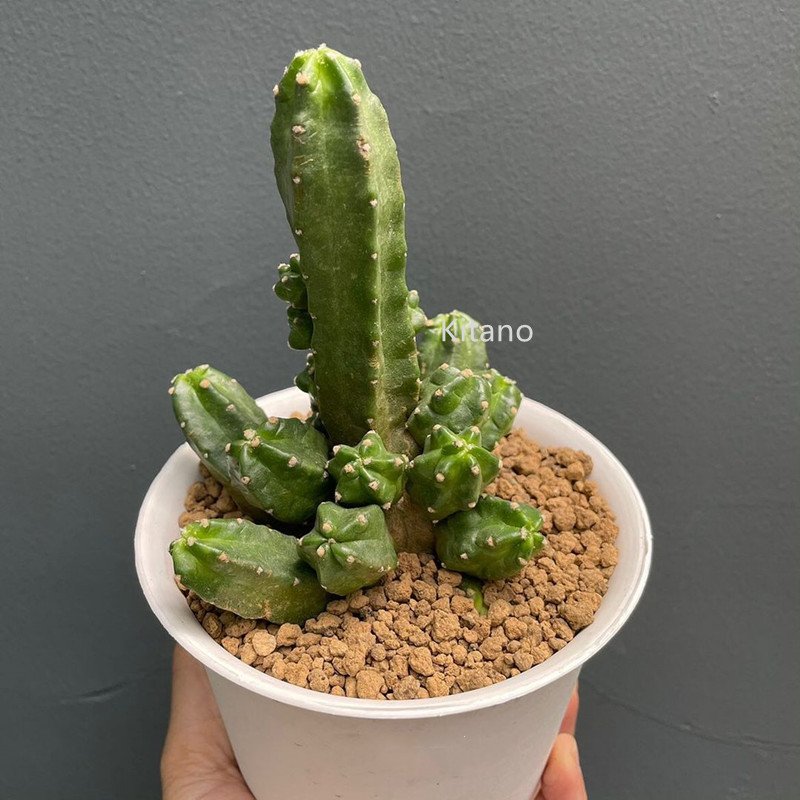 桃太郎仙人球 群生超大多肉植物小盆栽 多头开花绿植无刺室内花卉