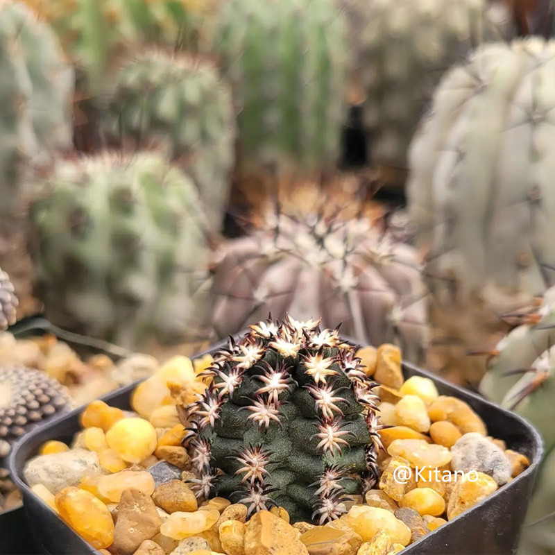 短豪刺青花虾自根稀有品种鹿角柱属绿花桌面小盆栽植物趣味