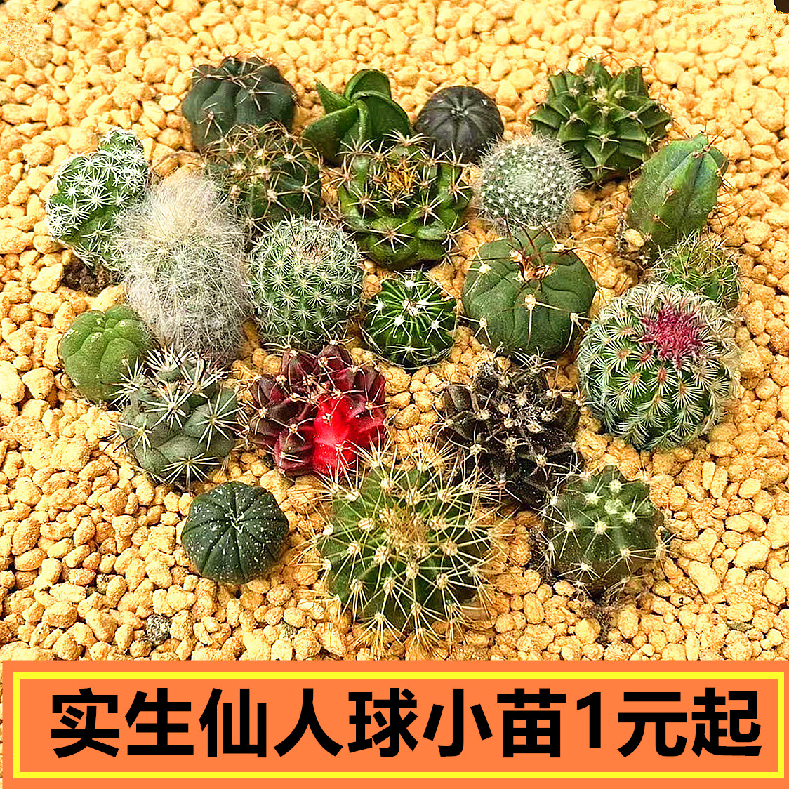 实生仙人球小苗星兜开花