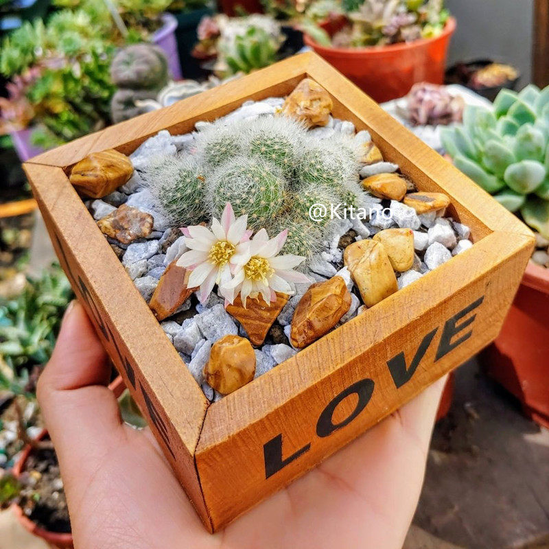 银蝶丸仙人球 群生多肉植物开花办公室小盆栽 多头花卉可爱萌肉肉