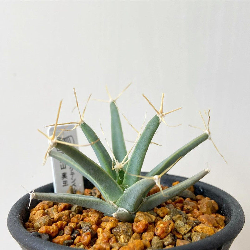 光山实生仙人球趣味开花黄花四大名球leuchtenbergia principis