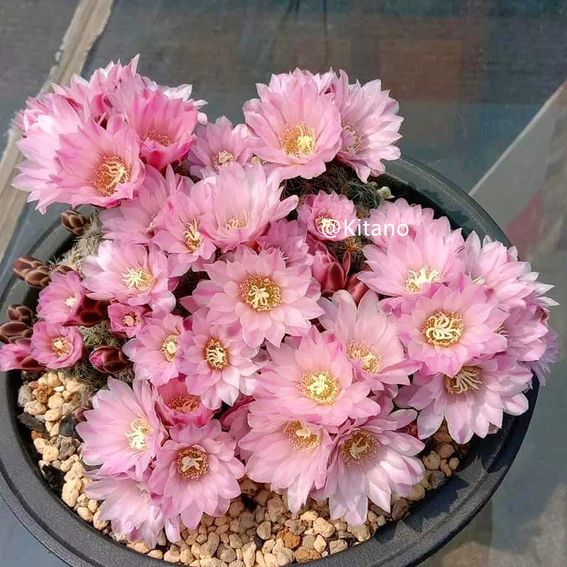 樱花罗星丸 裸萼球属 易开花开群花仙人球 防辐射多肉桌面盆栽