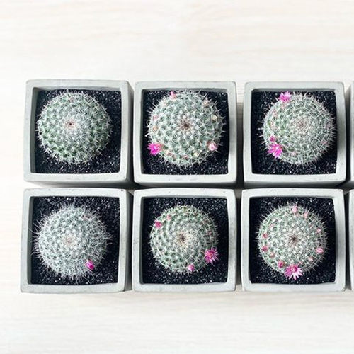 实生玉翁仙人球大颗小盆栽开花