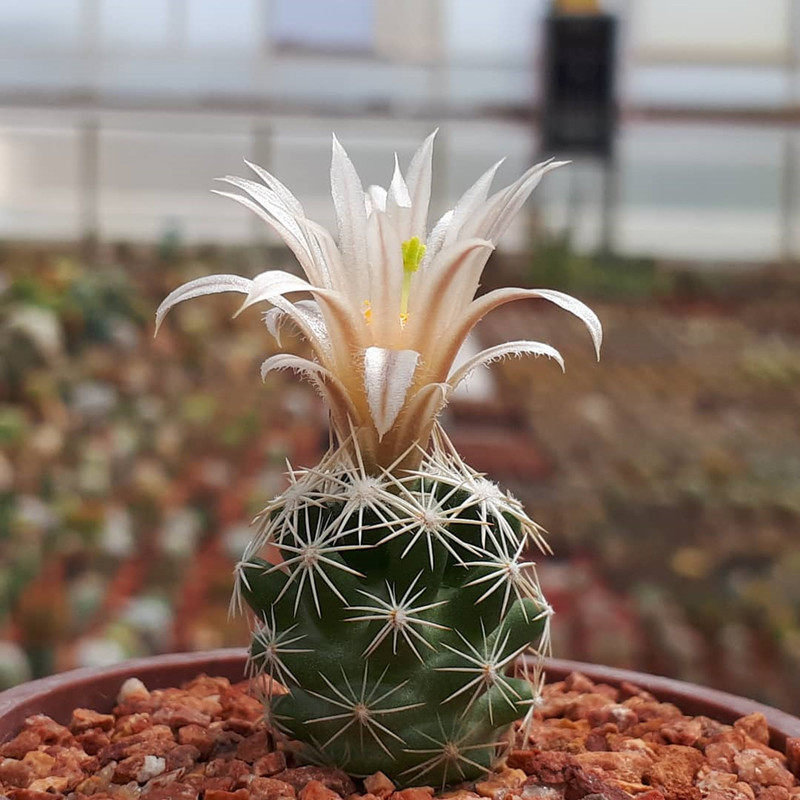 孤月丸实生仙人球萝卜根稀有品种 贵货松球属多肉植物绿植