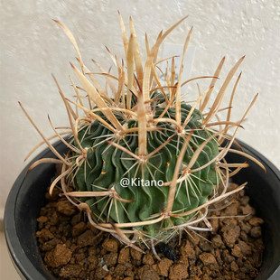 振武玉实生多棱玉属强刺狂粗球仙人球多肉植物盆栽开花防辐射盆栽