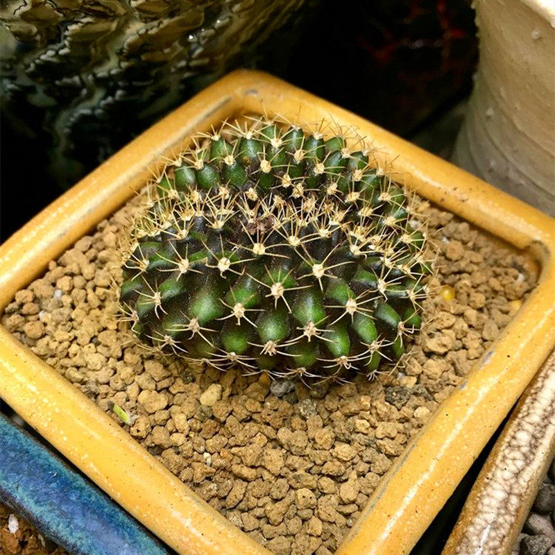 翠晃冠缀化实生仙人球 稀有开花缀化小苗新手组合仙人掌多肉好养