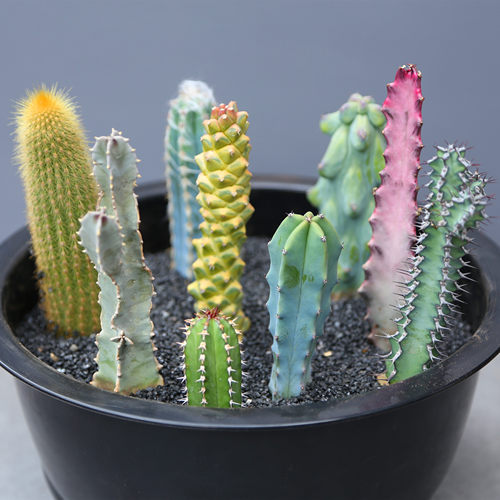 仙人柱合集组合量天尺