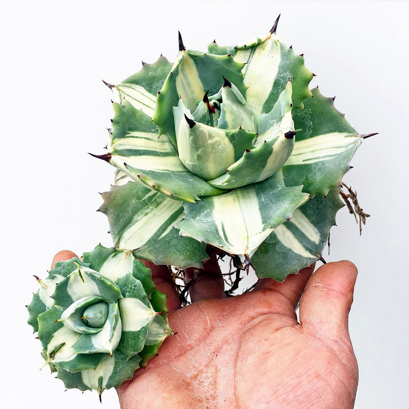 北野植物馆王妃雷神白中斑 龙舌兰科沙生阳台景观防辐射多肉植物