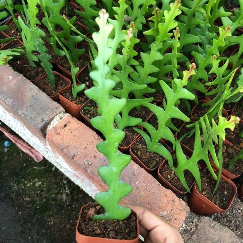 鱼骨令箭荷花锯齿昙花多肉植物仙人掌室内外阳台耐旱奇花异草盆栽图片
