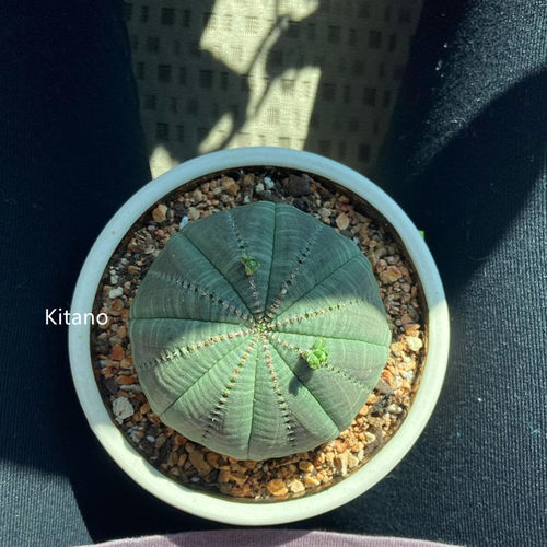 办公室仙人球多肉植物桌面