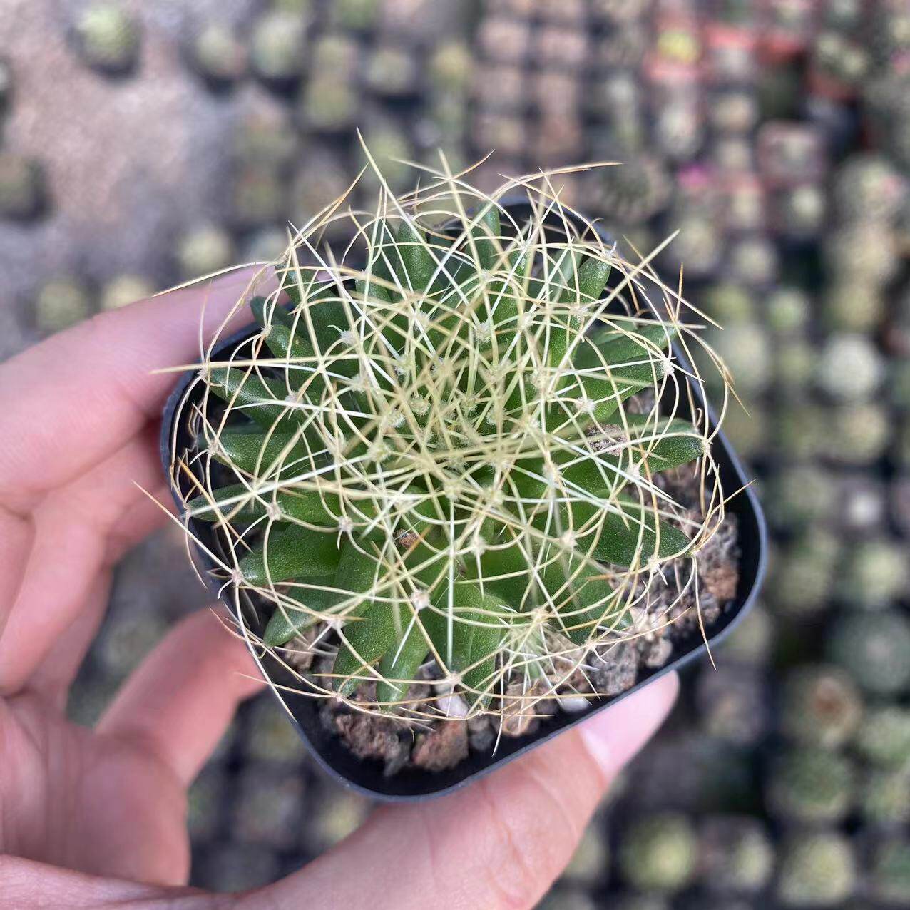 实生琴丝丸多肉植物仙人球盆栽室内花卉仙人掌开花乳突球属桌面花