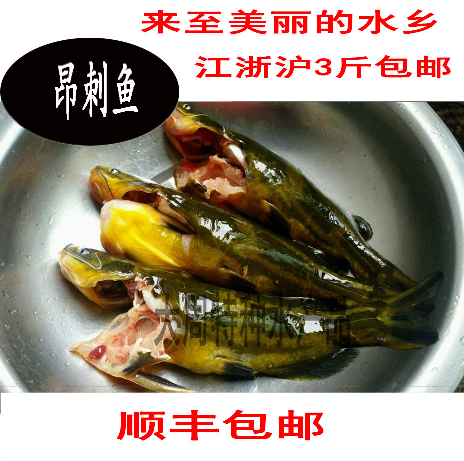 鲜活现杀 野鱼 野生昂刺鱼 角针鱼 昂针鱼 黄骨鱼 黄辣丁鱼500g