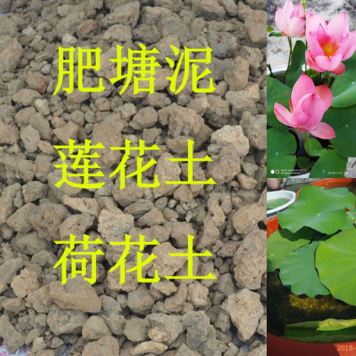 河塘淤泥塘泥睡莲荷花专用土荷塘泥水生花卉泥种植土花土菜土通用