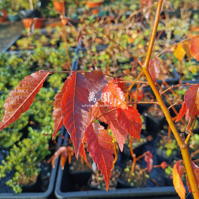 万园盆栽 日本进口红叶榉树 红叶落叶盆景 榉木素材 微型小品盆栽