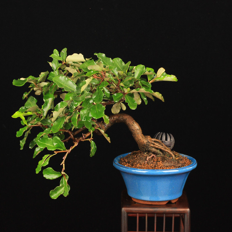 万园盆栽 日本进口胡秃子 夏茱萸盆栽 花果盆景 小品微型精品盆栽