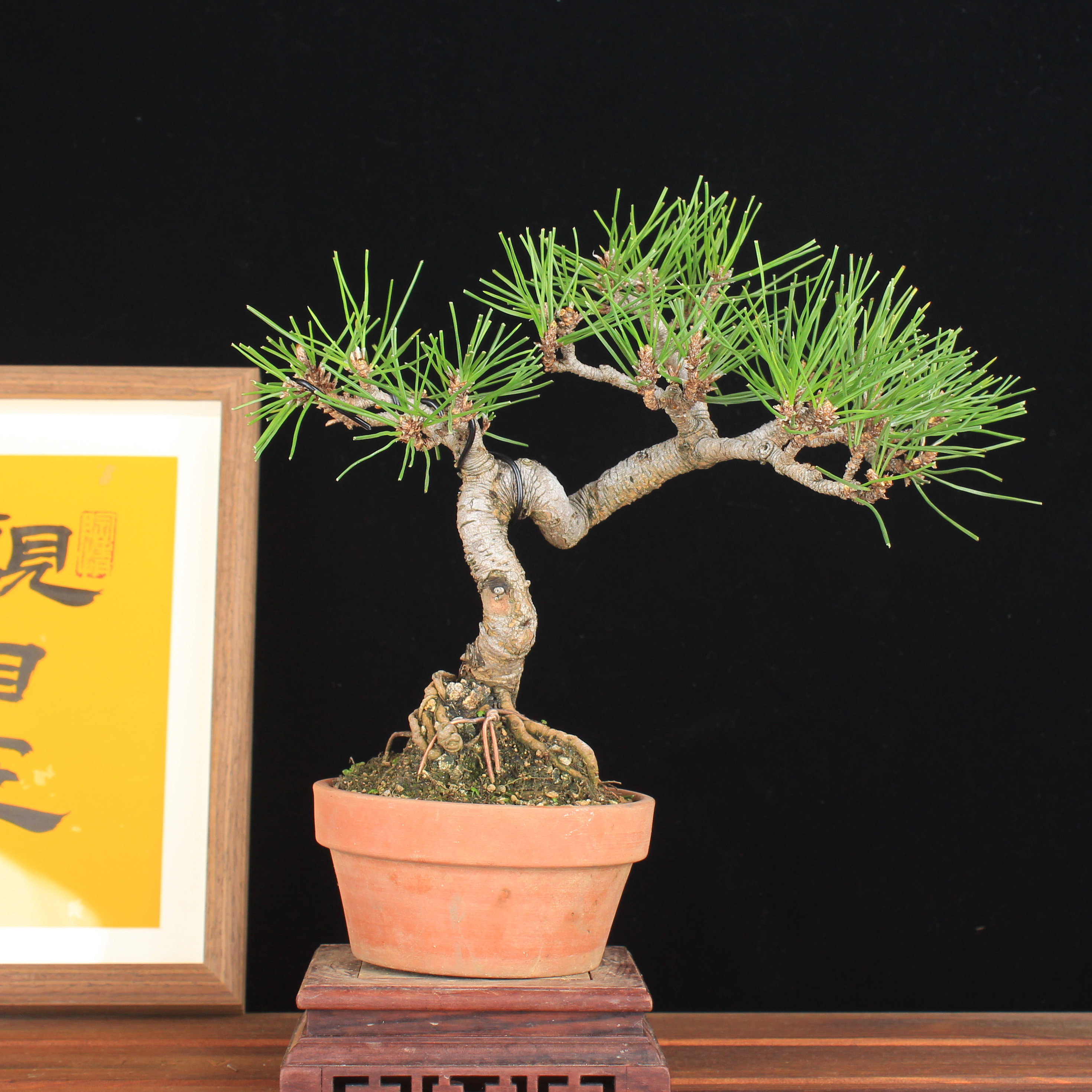 万园盆栽 日本三河黑松矮霸黑松造型盆景 四季常绿阳台松柏盆栽