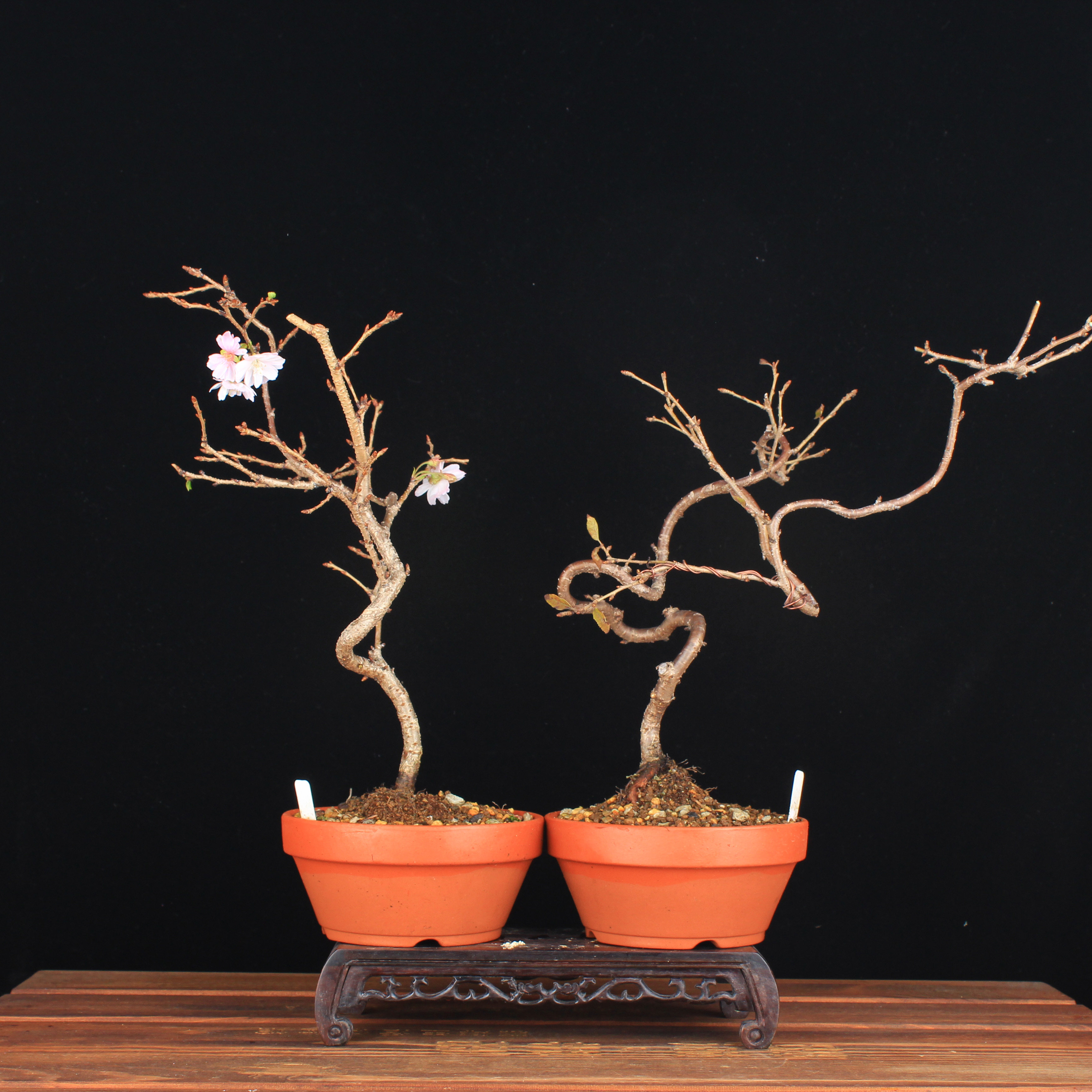 万园盆栽 十月樱花 日本造型樱花盆景 阳台党小资养花盆景爱好者