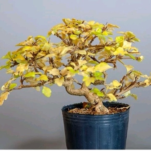 万园盆栽 日本香枫 极小叶三角枫 三角枫盆景素材 荒皮性盆栽