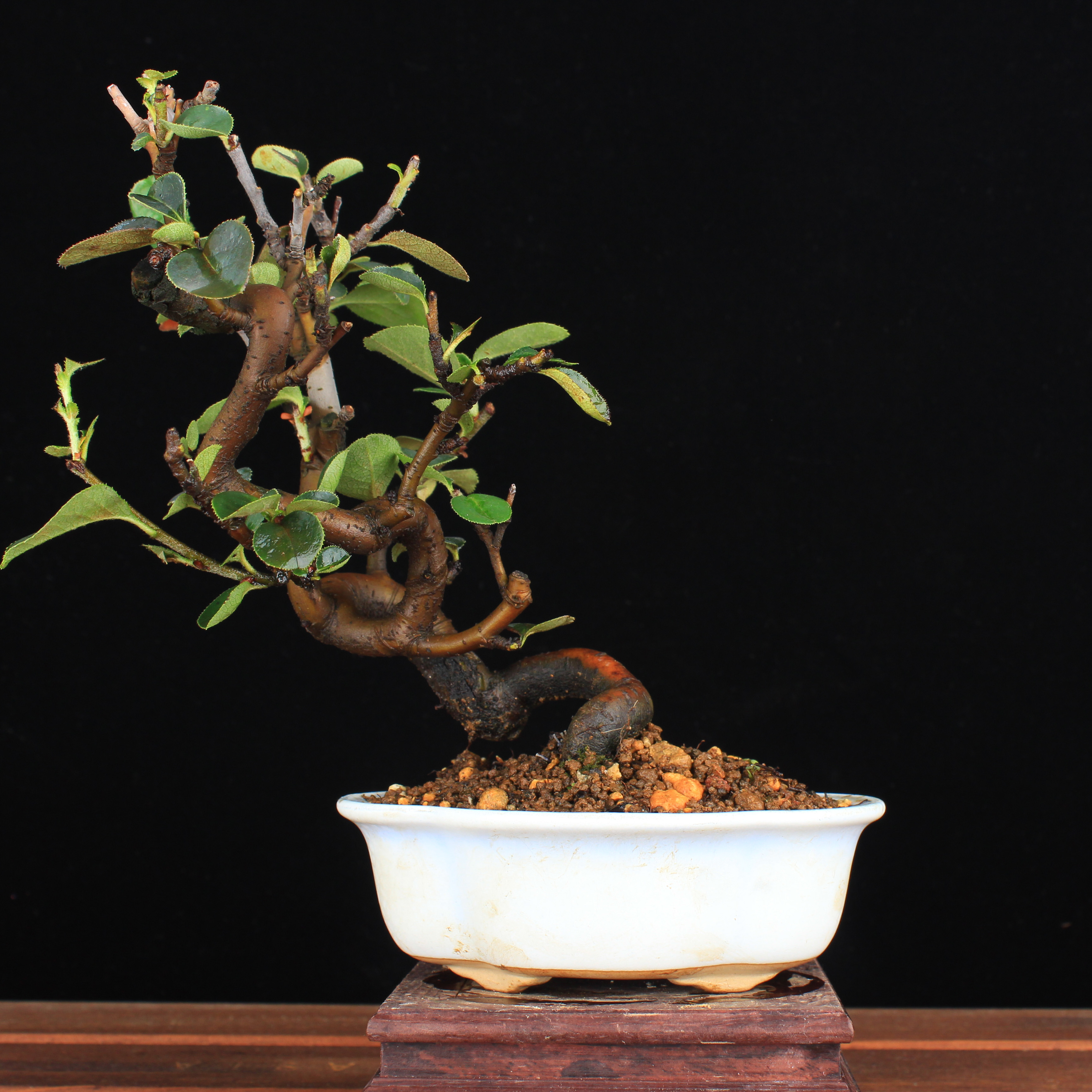 万园 日本木瓜花梨盆景 观果赏落叶禅意盆景 精品花果杂木小品