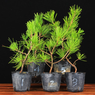 万园盆栽  赤松盆景 日本小岱赤松短针赤松 常绿盆栽长寿绿植新居