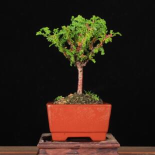 日本石化桧 小型盆景 微型盆栽四季常绿松柏 大树型盆景