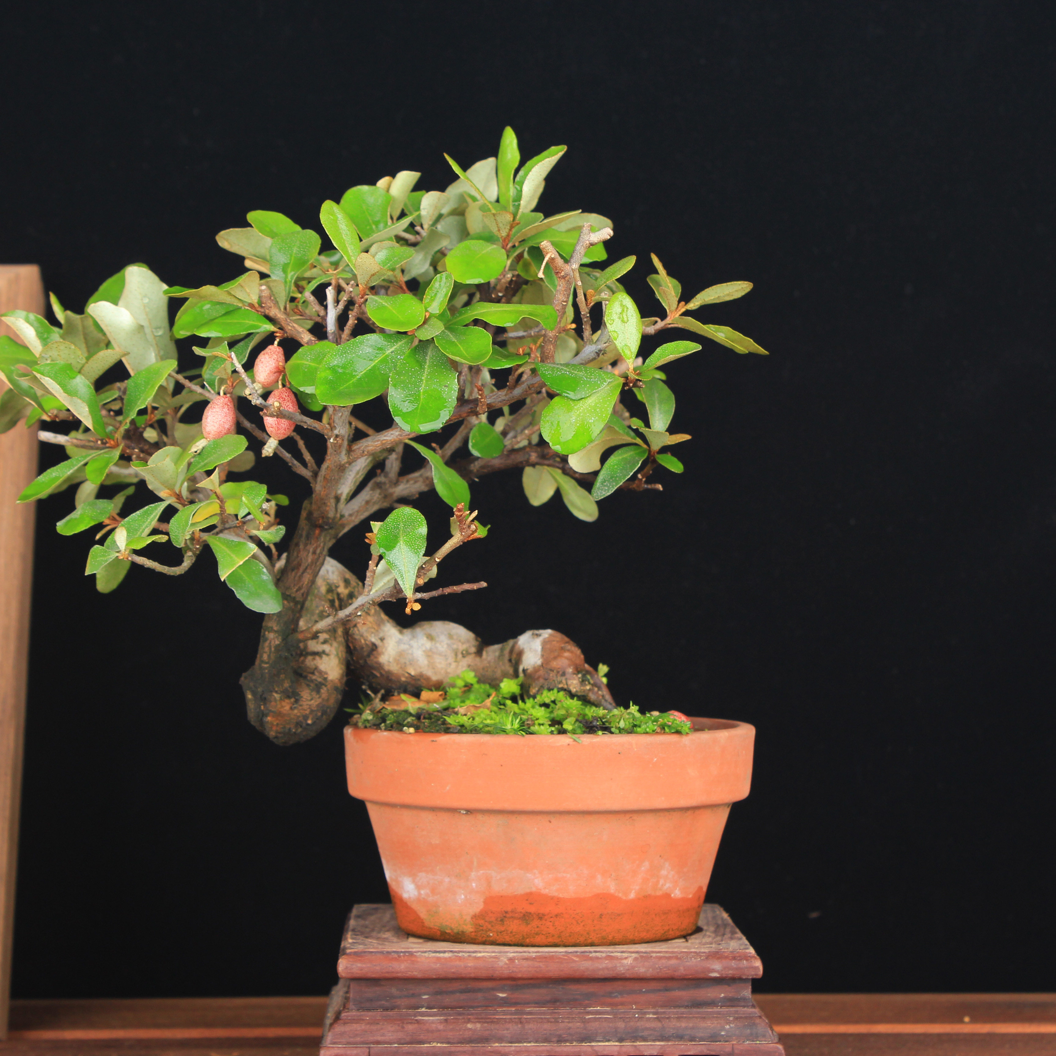 万园盆栽 山茱萸日本夏茱萸 胡秃子花果盆栽小品盆景茶台利器