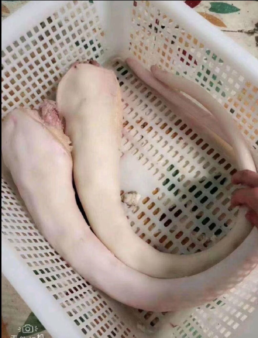 农家散养新鲜现杀带皮原切黄牛尾巴5斤整根带牛尾骨尾巴5斤包邮