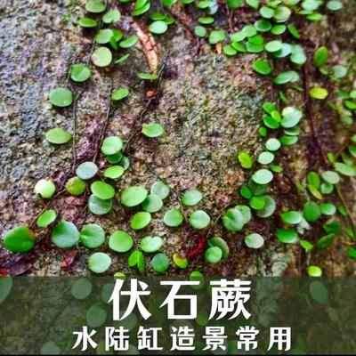 假山造景植物伏石蕨20条