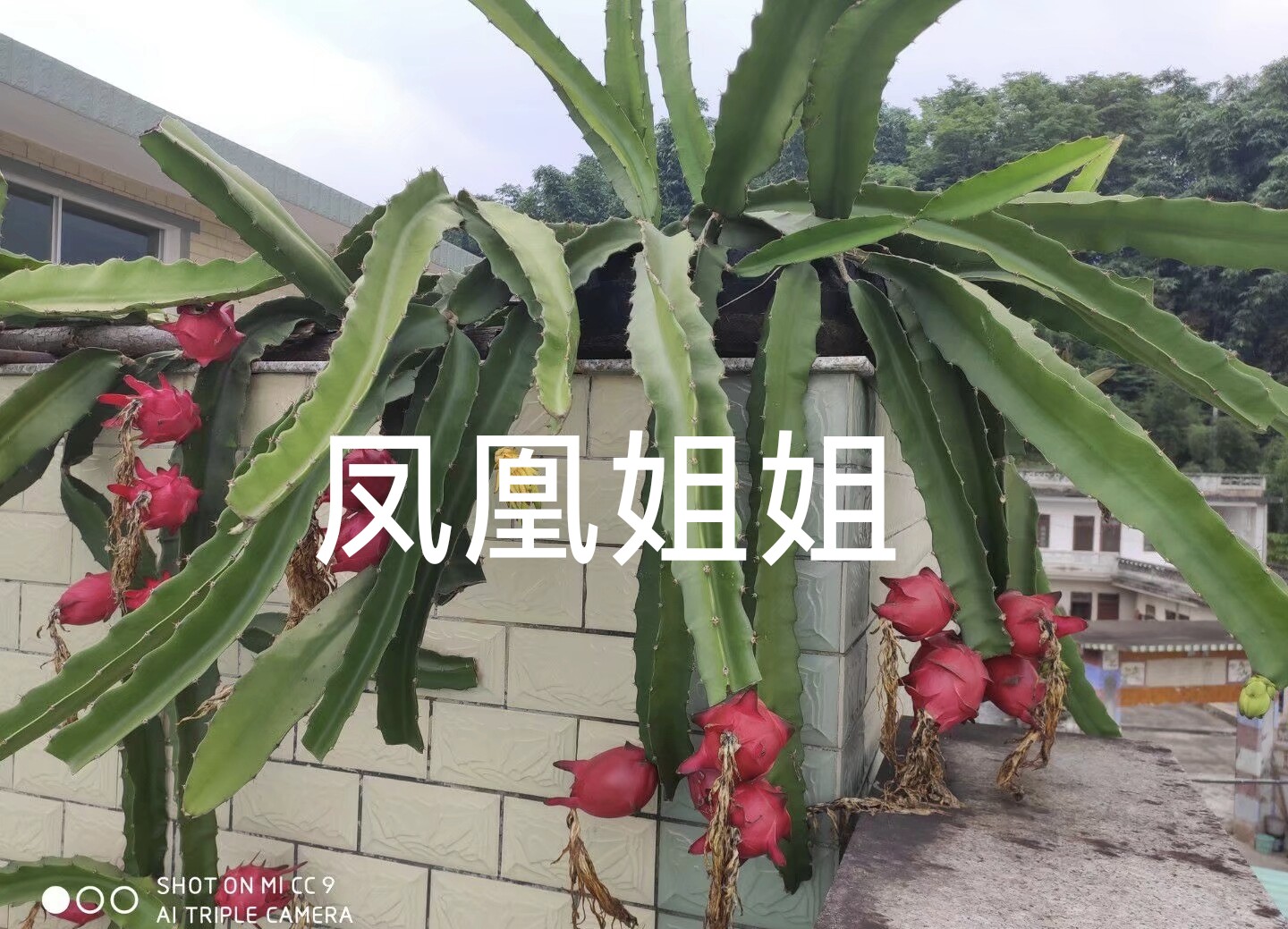 高产火龙果苗5棵带根红肉火龙果树苗盆栽地栽扦插苗金都一号包邮