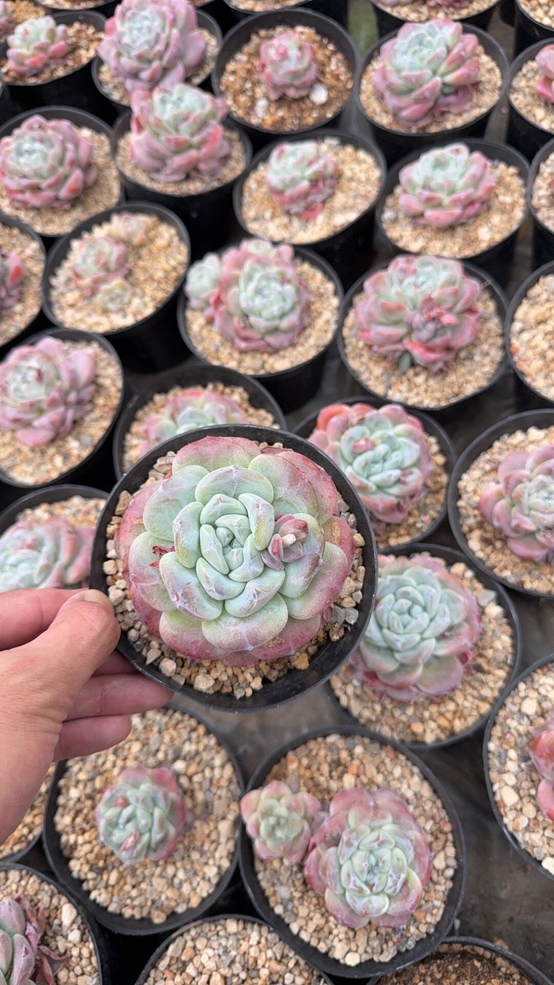 冰雨老货 多肉植物冰玉 随机发多肉植物