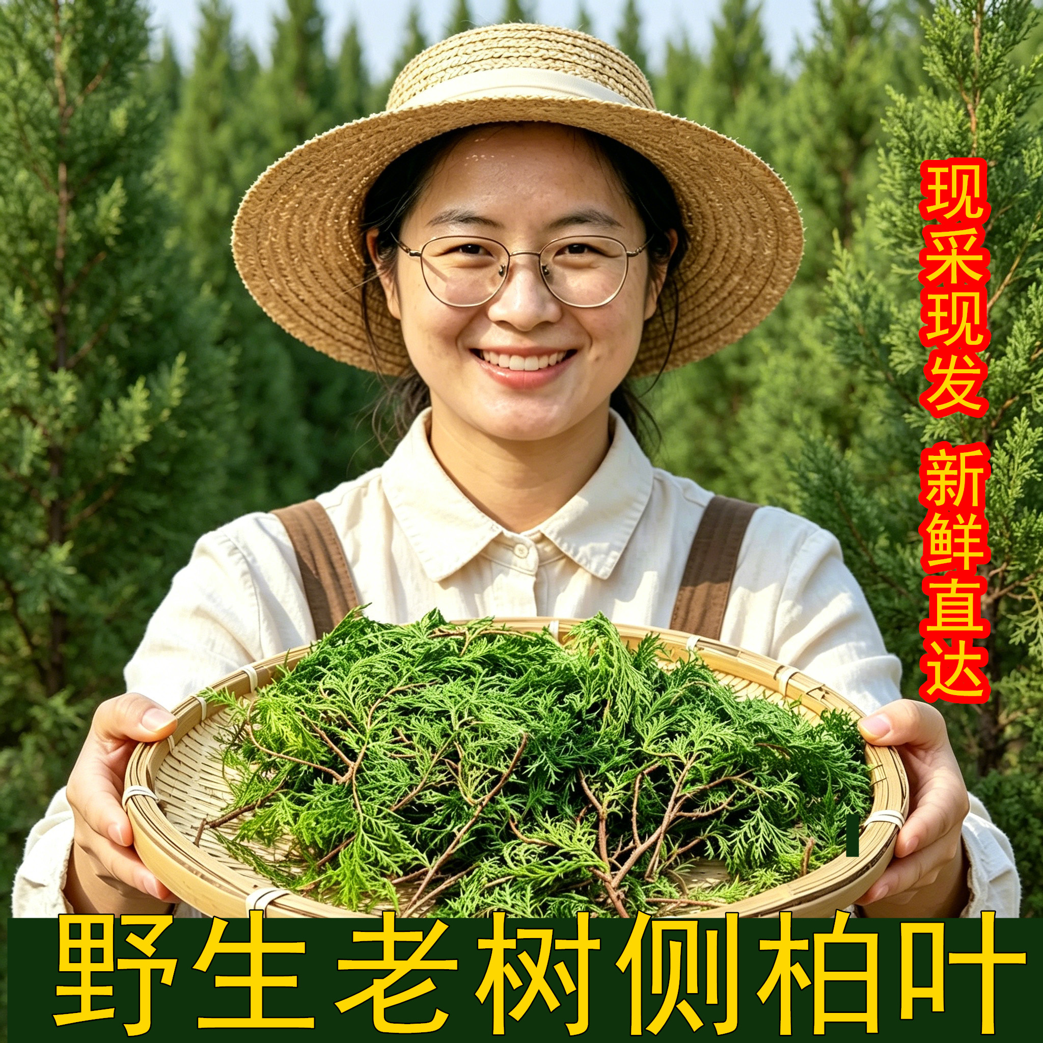 纯野生现摘侧柏叶扁柏叶柏树枝叶