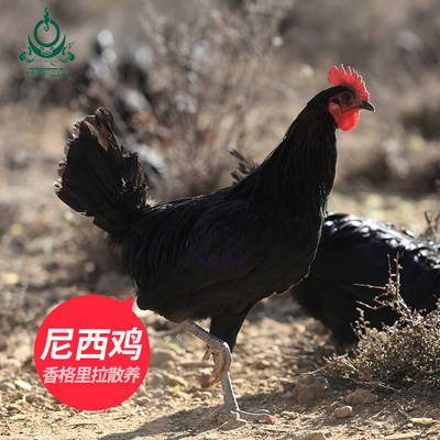 森吉尼达香格里拉尼西鸡土鸡