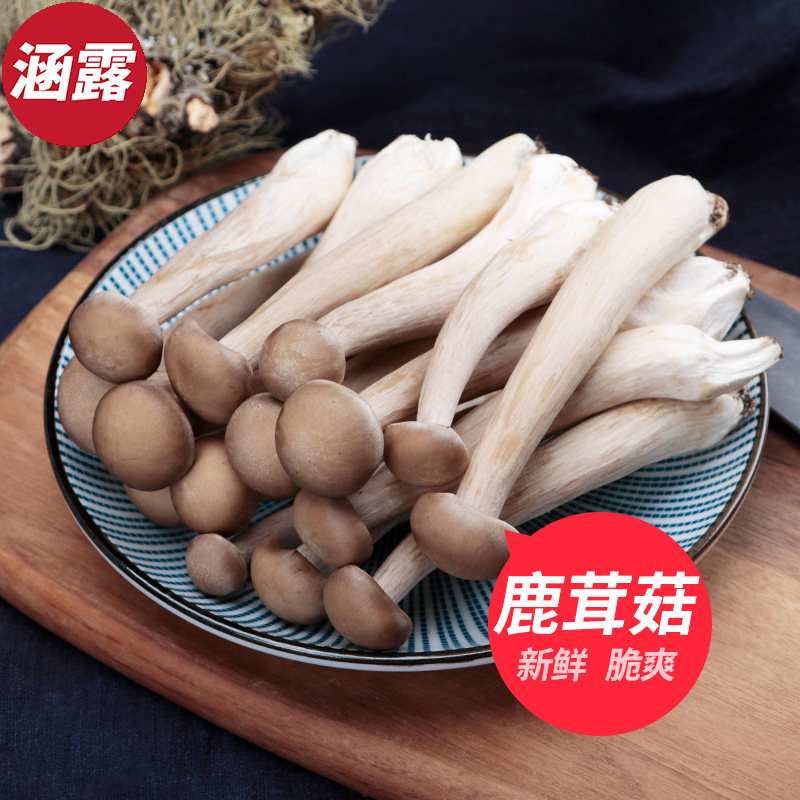 新鲜鹿茸菇鹿茸菌云南特产鲜鹿耳菇食用菌脆脆菇1000g火锅食材