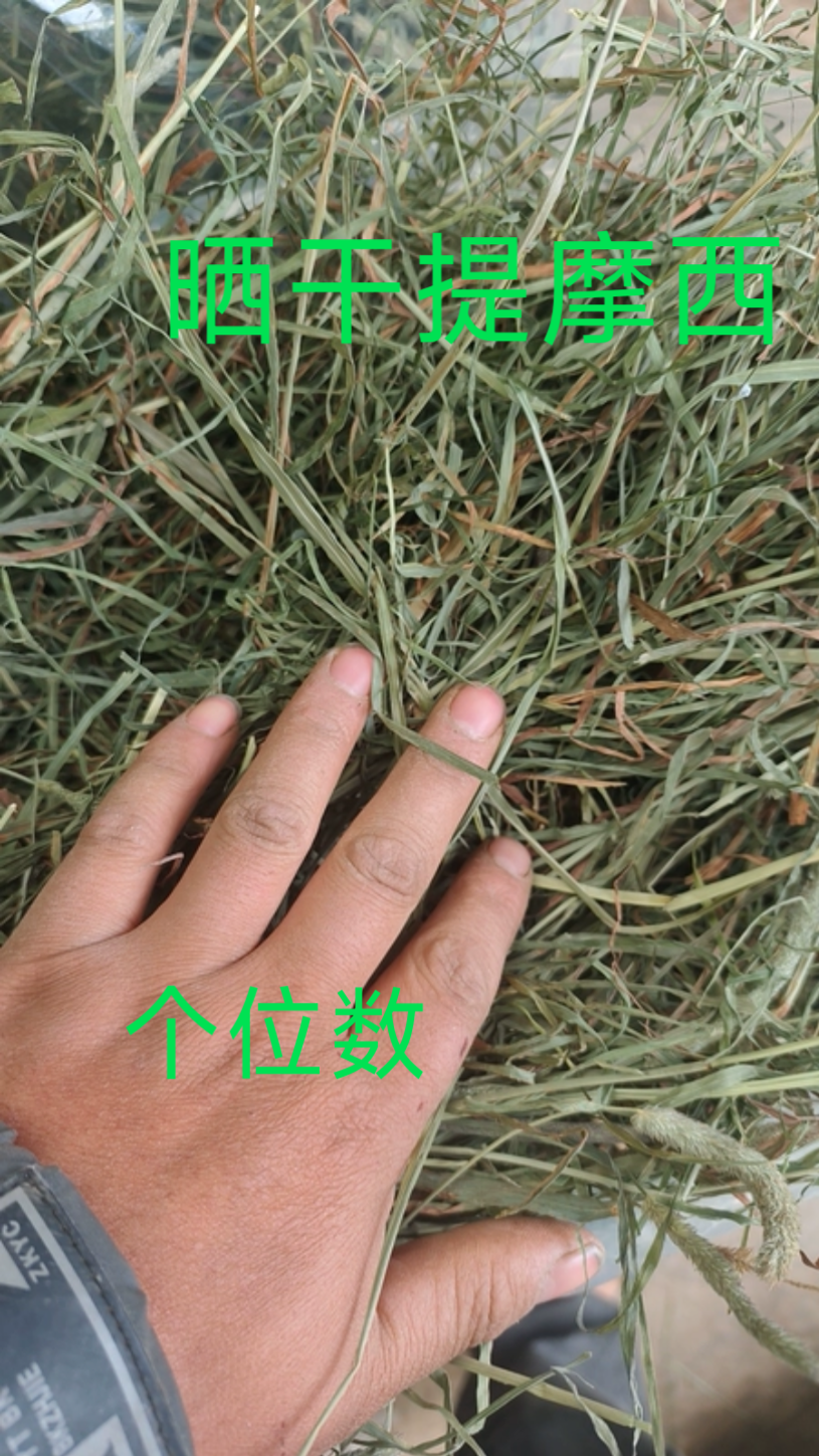 25年提摩西草龙猫荷兰猪干草饲料兔草箱装兔粮大包装五斤有黄叶子