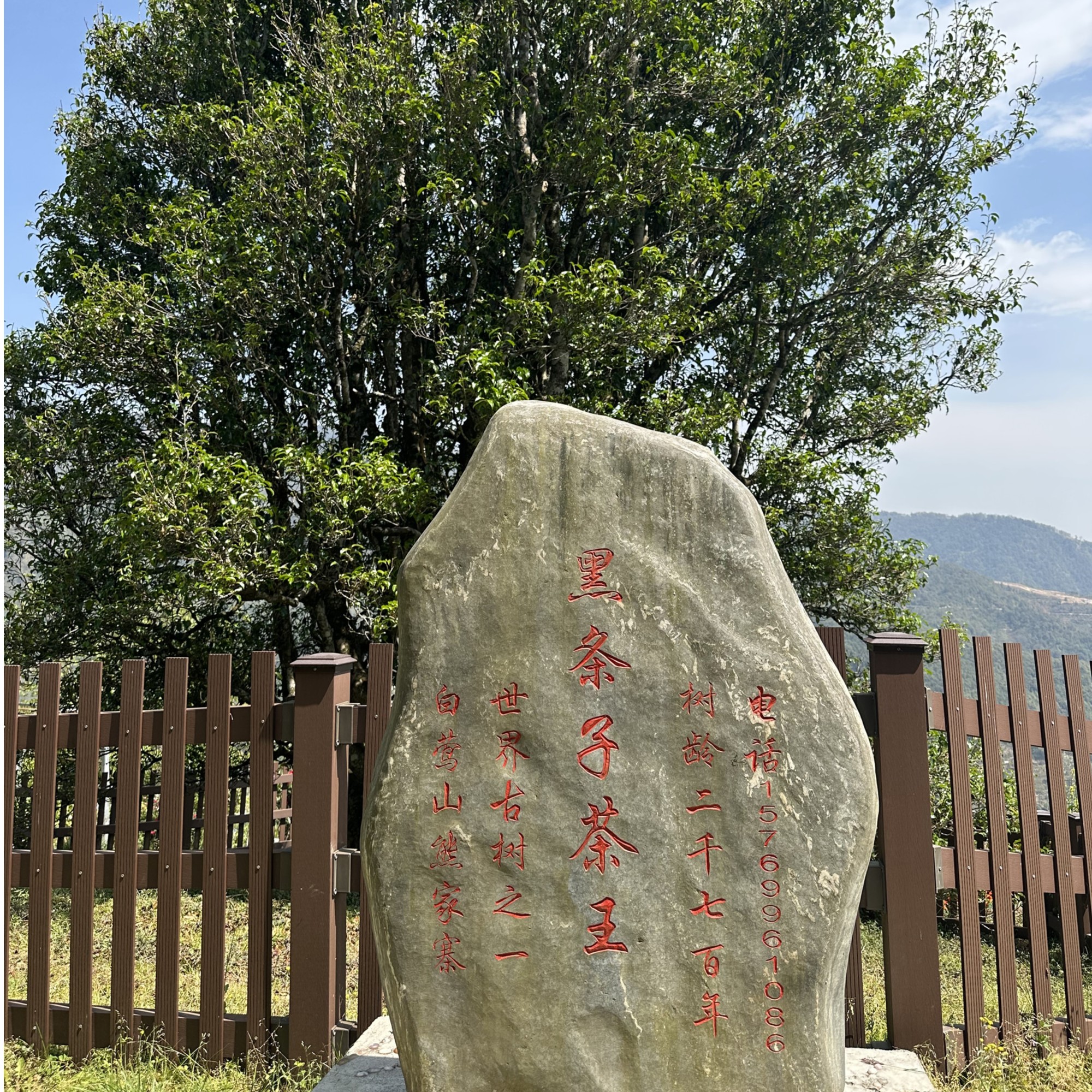 临沧白莺山茶王黑条子野生2700单株普洱生茶100g/饼