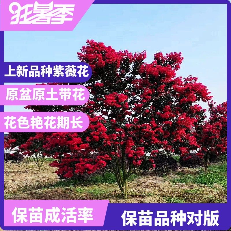 百日红紫微花树苗紫薇老桩四季紫薇花苗紫薇盆景熟桩庭院绿化花卉