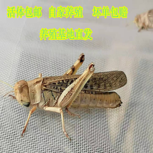 云南蚂蚱基地鲜活蚂蚱东亚飞蝗蚱蜢油炸高蛋白鲜草养殖鸟虫饲料