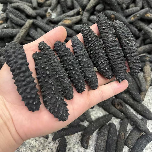 米刺参黑刺参无刺参乌爪参