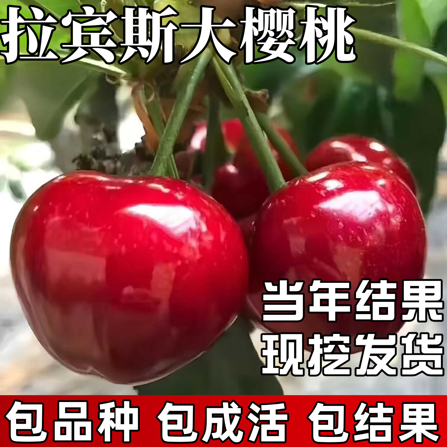 拉宾斯大樱桃苗南北方耐特大号寒车厘子树苗盆栽嫁接矮化当年结果
