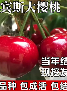 拉宾斯车厘子树苗包成活当年结果