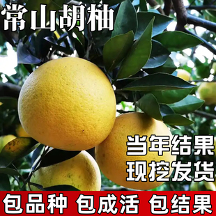 常山胡柚树果苗南北方种植庭院耐寒柚子树大树苗盆栽嫁接当年结果