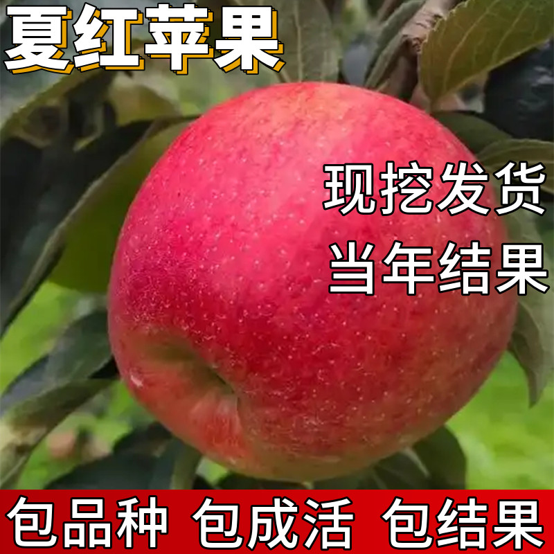 夏红苹果树苗包成活当年结果图片