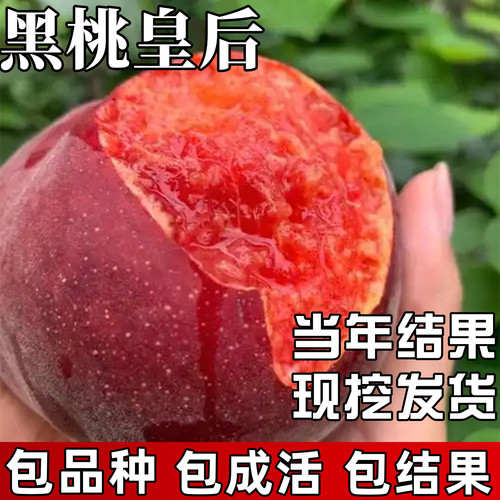 黑桃皇后果苗包成活当年结果