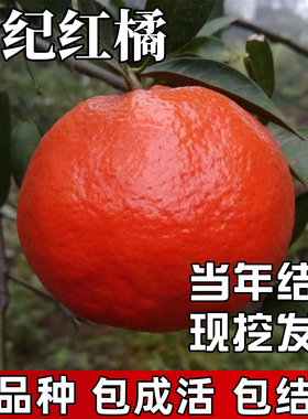 世纪红橘树苗庭院地栽柑橘耐寒桔子果苗盆栽嫁接大橘子树当年结果