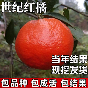世纪红橘树苗庭院地栽柑橘耐寒桔子果苗盆栽嫁接大橘子树当年结果
