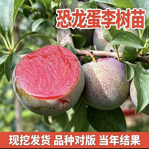 恐龙蛋李子树苗【当年结果】