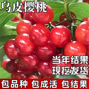乌皮樱桃树苗南北方耐寒大树老品种果树果苗盆栽嫁接矮化当年结果