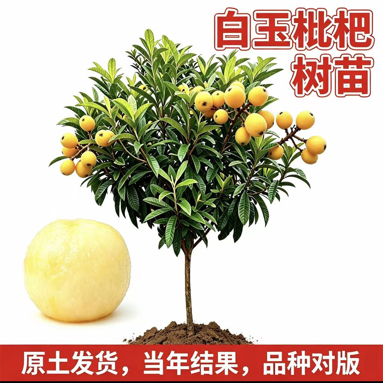 白玉枇杷树果苗【带土带叶】图片